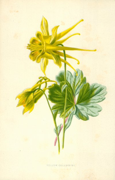 Ancolie jaune - Frederick Edward Hulme