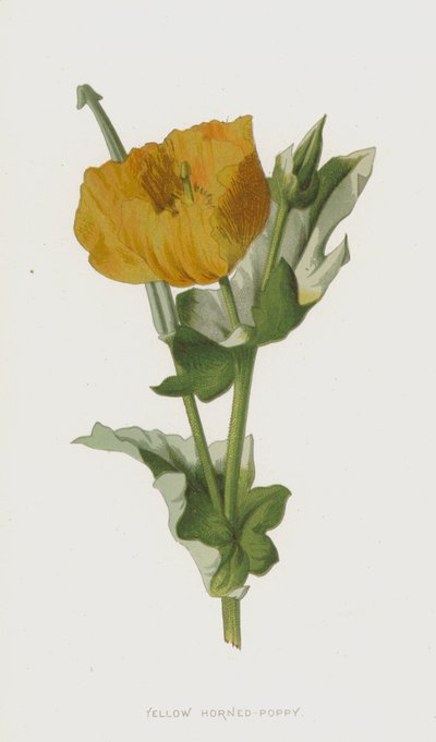 Glaucière jaune - Frederick Edward Hulme