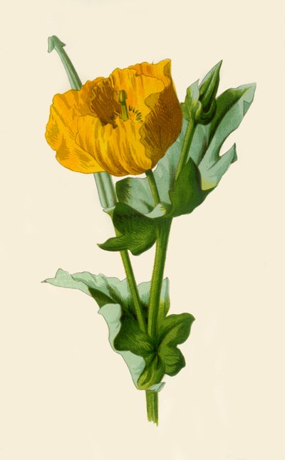 Pavot cornu jaune, 1877 - Frederick Edward Hulme