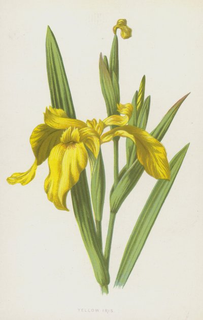 Iris jaune - Frederick Edward Hulme