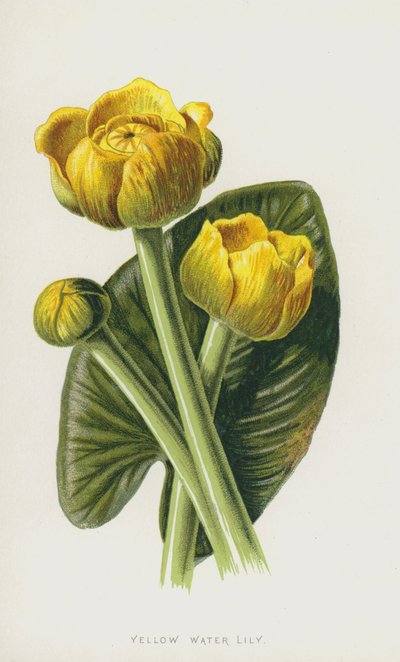Nénuphar jaune - Frederick Edward Hulme