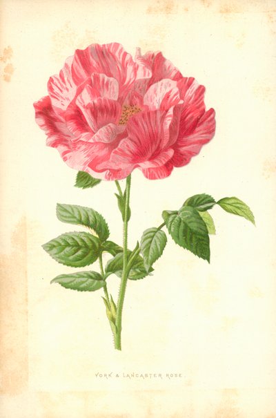 Rose York et Lancaster - Frederick Edward Hulme