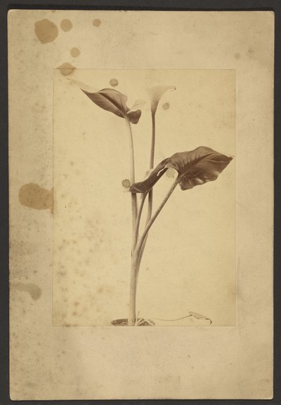 [Lys de Calla] - Frederick H. Hollyer