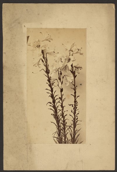 [Lys de jour] - Frederick H. Hollyer