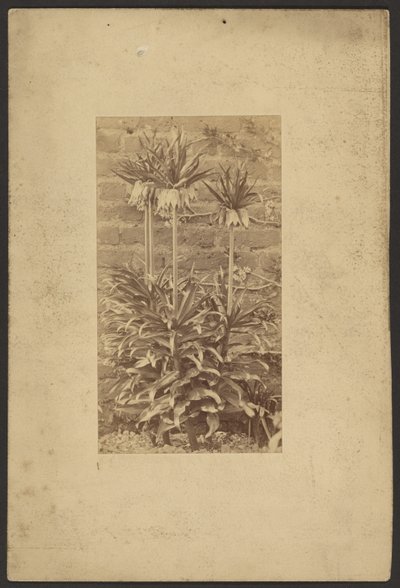 [Plant] - Frederick H. Hollyer