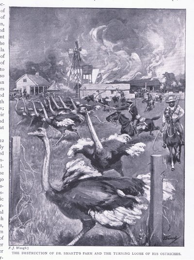 La destruction de la ferme du Dr Smart et la libération des autruches, d