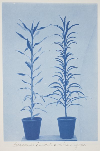 Draconas Sunderii et rubia elogans, fin XIXe - début XXe siècle (cyanotype sur papier vélin crème) - Frederick K. Coulson