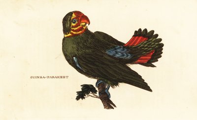 Inséparable à tête rouge, Agapornis pullarius - Frederick Polydor (after) Nodder