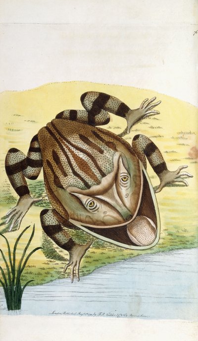 Grenouille cornue - Frederick Polydor Nodder