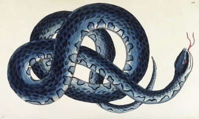 Serpent d