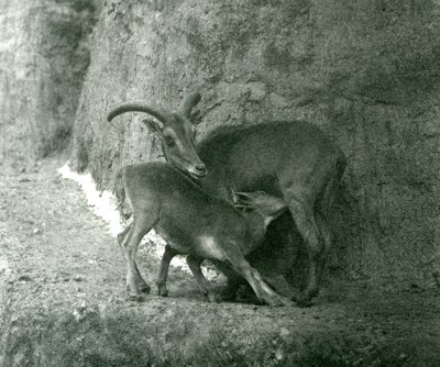 Un mouton de Barbarie nourrissant son agneau sur les terrasses Mappin, zoo de Londres, août 1927 - Frederick William Bond