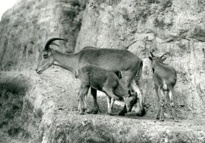 Un mouton de Barbarie avec ses deux jeunes sur les Terrasses Mappin, Zoo de Londres, août 1927 (photo n/b) - Frederick William Bond