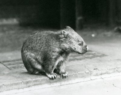 Un wombat à nez nu/commun/à poils grossiers assis sur le sol au zoo de Londres en 1929 - Frederick William Bond