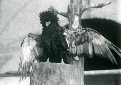 Un aigle bateleur sur une souche d