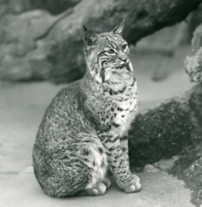 Un lynx roux au zoo de Londres - Frederick William Bond