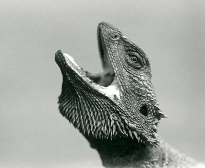 Un dragon barbu regardant vers le haut et bâillant, Zoo de Londres, août 1928 - Frederick William Bond