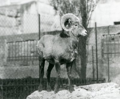 Un Mouflon d