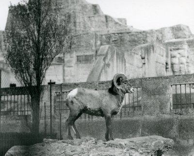 Un mouflon debout sur un rocher regardant son enclos au pied des terrasses Mappin, Zoo de Londres, 1931 - Frederick William Bond