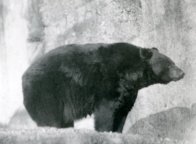 Un ours noir debout dans son enclos, sur les terrasses Mappin, au zoo de Londres en 1924 - Frederick William Bond