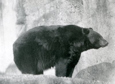 Un ours noir debout dans son enclos, sur les terrasses Mappin, au Zoo de Londres en 1924 - Frederick William Bond