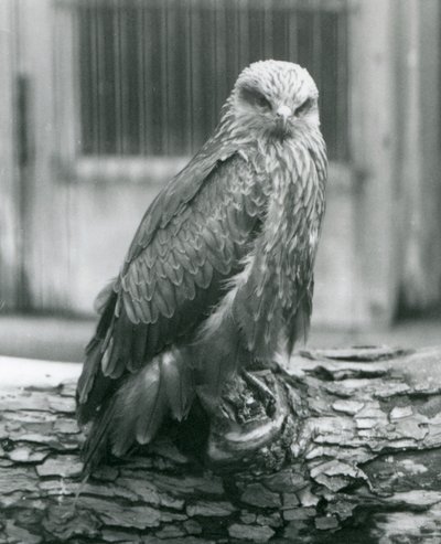 Un milan noir reposant sur une bûche, Zoo de Londres, août 1926 - Frederick William Bond