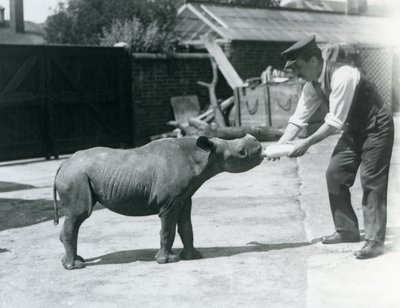Un veau de rhinocéros noir nourri au biberon par son gardien, Zoo de Londres, septembre 1928 - Frederick William Bond