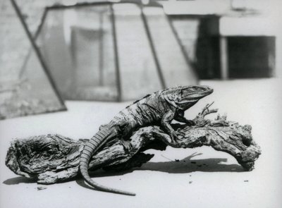 Un iguane noir à queue épineuse reposant sur une bûche au Zoo de Londres en août 1928 (photo n/b) - Frederick William Bond