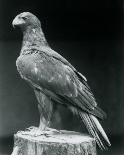 Un aigle botté debout sur une souche d