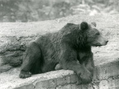 Un ours brun reposant sur une corniche au Zoo de Londres - Frederick William Bond