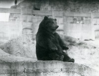 Un Ours brun assis dans son enclos au pied des Terrasses Mappin au Zoo de Londres, septembre 1921 - Frederick William Bond
