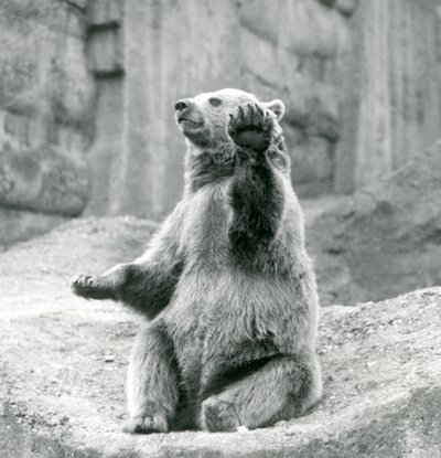 Un ours brun assis sur un rebord rocheux, agitant une de ses pattes avant, Zoo de Londres, septembre 1927 - Frederick William Bond