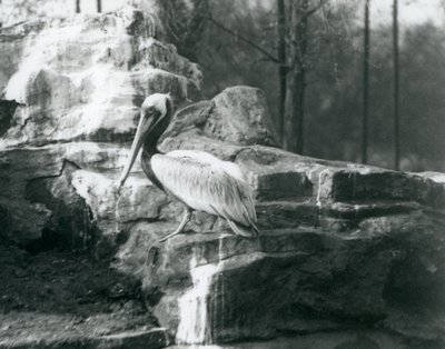 Un pélican brun debout sur des rochers au zoo de Londres en juin 1927 - Frederick William Bond