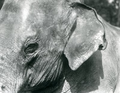 Un éléphant birman, zoo de Londres, septembre 1926 - Frederick William Bond