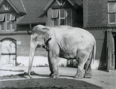 Un éléphant birman devant la maison des éléphants, zoo de Londres - Frederick William Bond