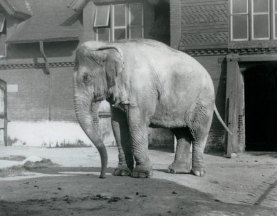 Un éléphant birman devant la Maison des Éléphants au Zoo de Londres en 1929 (photo n/b) - Frederick William Bond