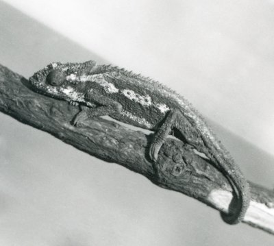 Un caméléon nain du Cap accroché à une branche, zoo de Londres, 1927 - Frederick William Bond
