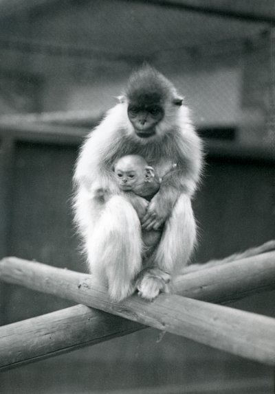 Un langur coiffé tenant un bébé assis sur une poutre. Zoo de Londres, 6 octobre 1913 - Frederick William Bond
