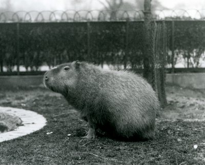 Un capybara assis dans son enclos au zoo de Londres en août 1927 - Frederick William Bond