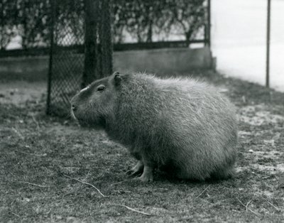 Un capybara dans son enclos au zoo de Londres - Frederick William Bond