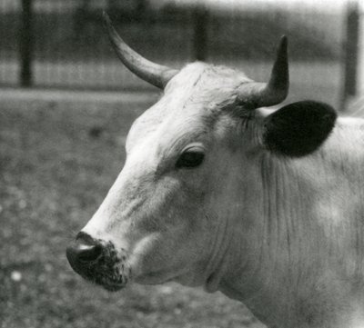 Une vache Chartley au Zoo de Londres, juillet 1924 - Frederick William Bond