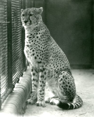 Un guépard assis dans son enclos au Zoo de Londres, octobre 1924 - Frederick William Bond