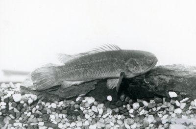 Un Perche grimpeur reposant sur des rochers et du gravier au fond de son réservoir, dans l