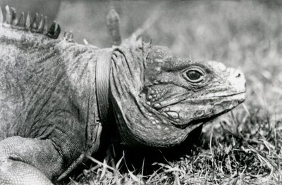 Un Iguane des rochers nuageux, Methuselah, portant un collier, marchant sur une pelouse au Zoo de Londres, juillet 1924 - Frederick William Bond