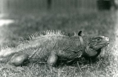 Un iguane des rochers nuageux, portant un collier, marchant sur une pelouse au zoo de Londres, juillet 1924 - Frederick William Bond