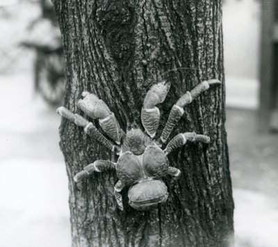 Un crabe de cocotier grimpant à un arbre, zoo de Londres, 1927 - Frederick William Bond