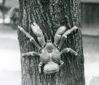 Un crabe de cocotier grimpant à un arbre, Zoo de Londres, juillet 1927 - Frederick William Bond