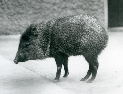 Un pécari à collier au zoo de Londres - Frederick William Bond