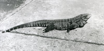 Un Tegu ou Lézard Tigre au Zoo de Londres en août 1926 - Frederick William Bond