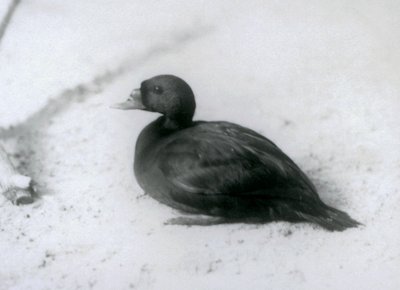 Un macreuse noire au Zoo de Londres en 1925 - Frederick William Bond
