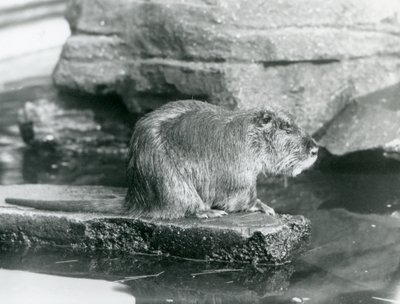 Un ragondin assis sur une corniche rocheuse dans une piscine de son enclos au Zoo de Londres, février 1928 (photo n/b) - Frederick William Bond